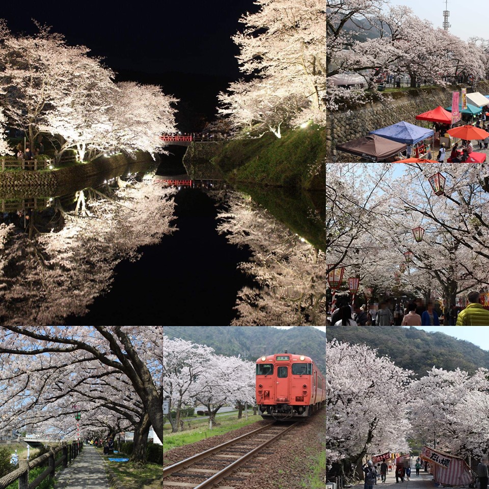 鳥取の桜 花見スポットまとめ インスタ映え抜群の桜の名所をご紹介 とっとりのーと
